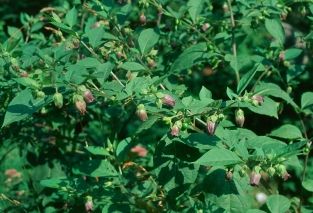 Atropa Belladonna seeds - 1 g | 1000 seeds